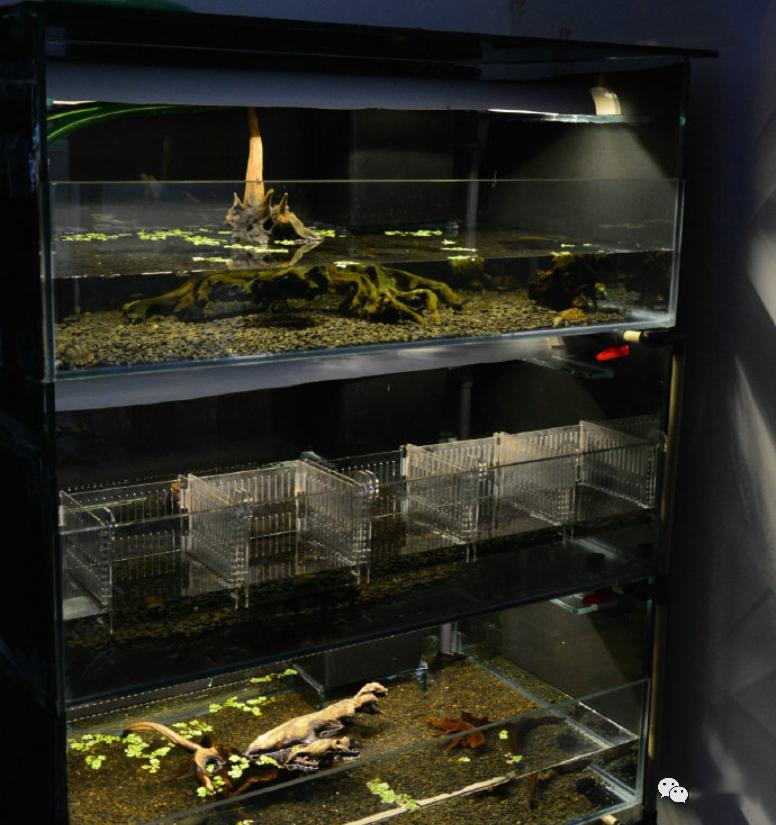 龟房 这是我的菜啊!