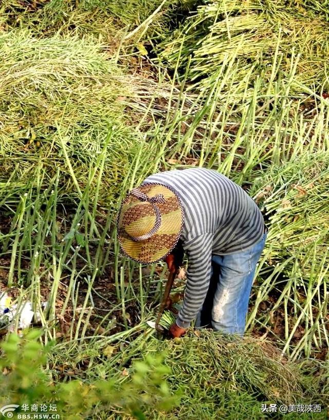 由于疫情的原因,外出旅游是一种奢望了,还不如回老家帮父母亲收割菜籽