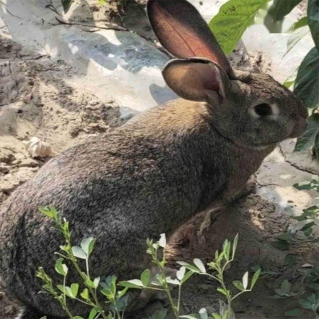 兔子养殖六大技术要领