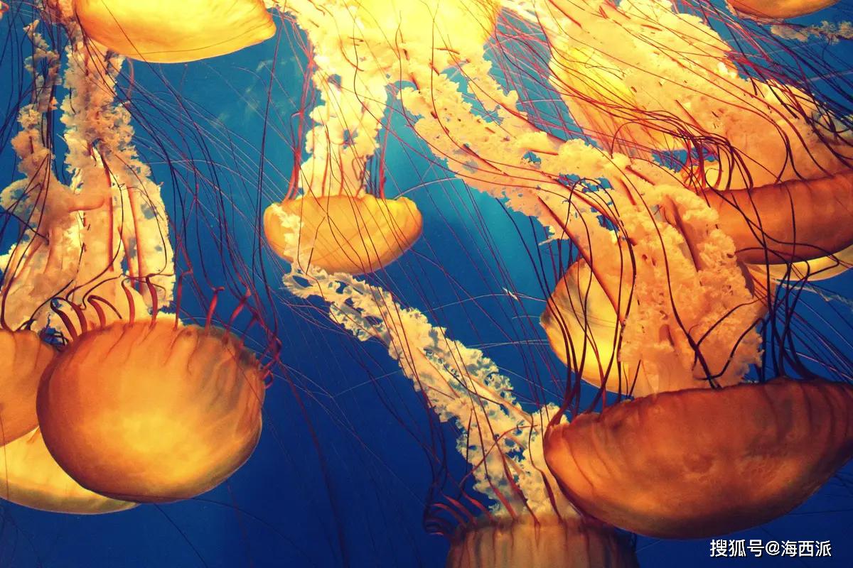 0感染的神仙国度帕劳地球最后的干净之地