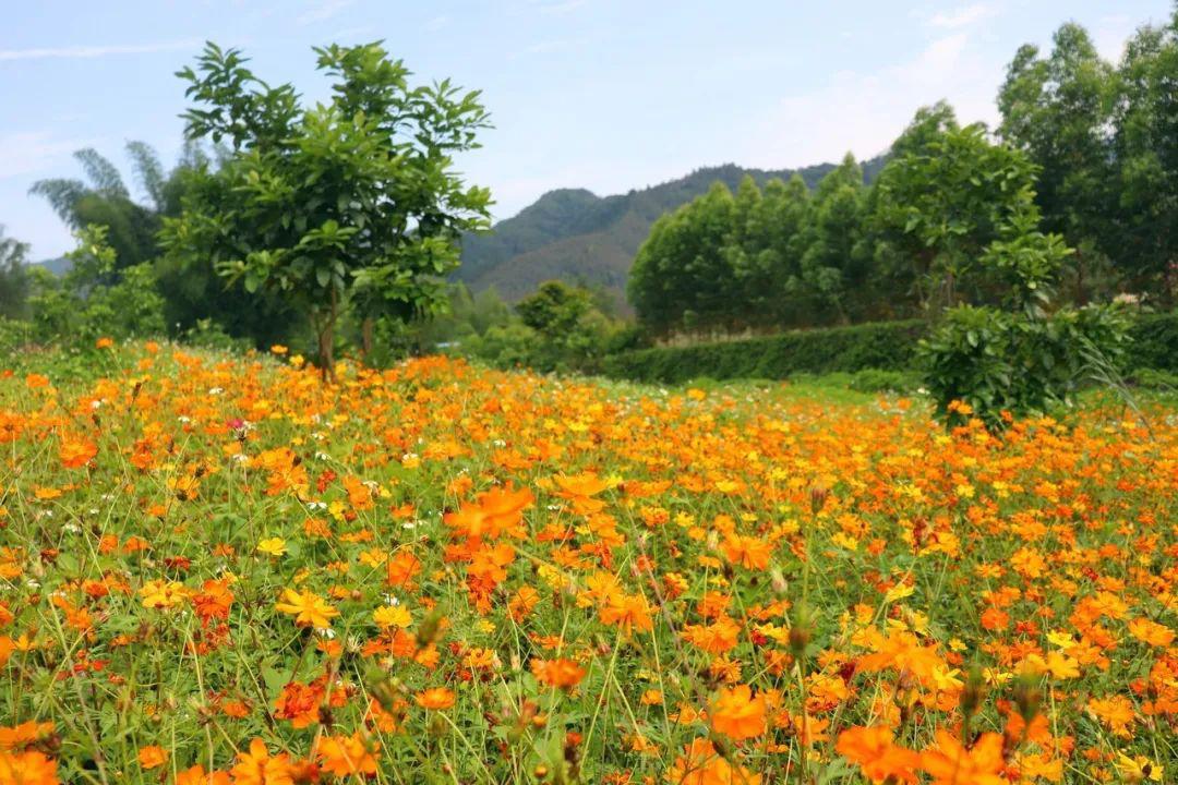 阳春岗美花海图片