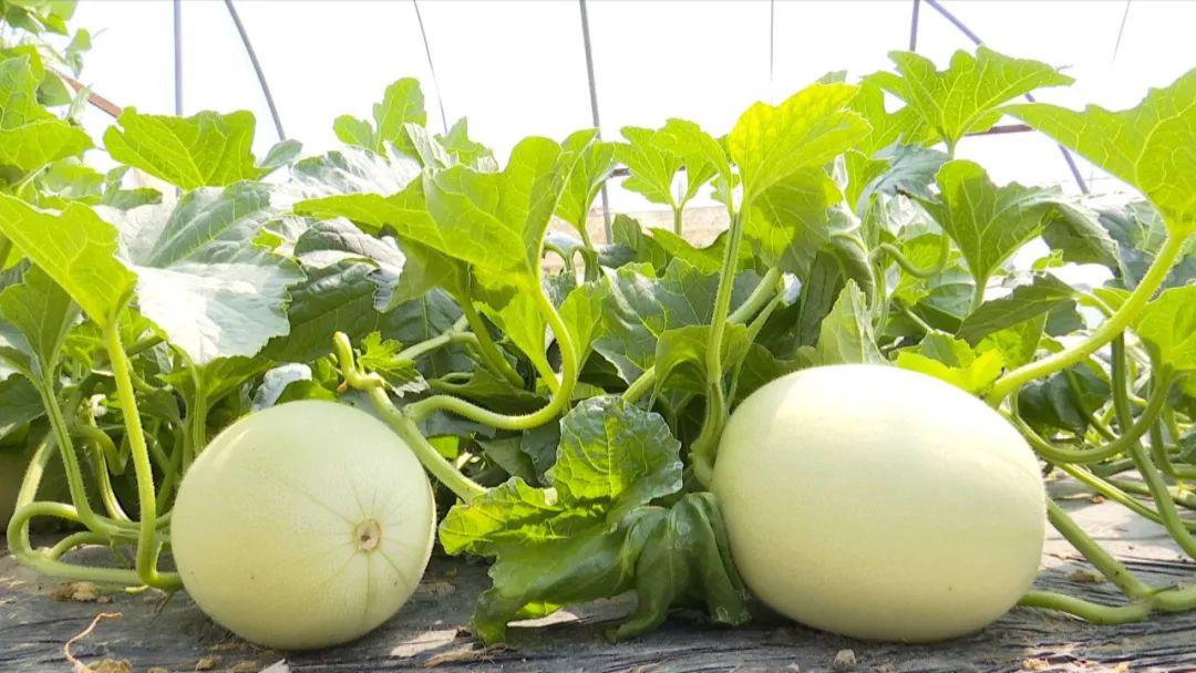 嘉兴本地头茬西瓜上市啦价格相比去年略高