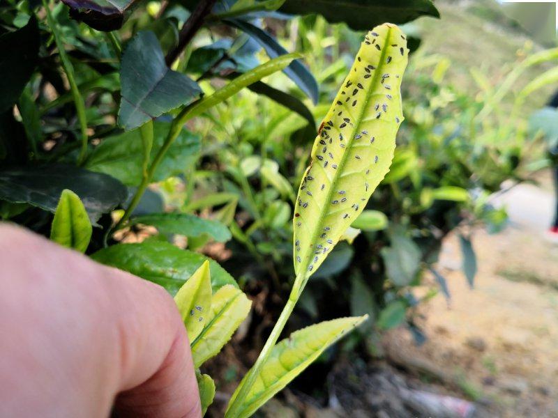 这个虫叫黑刺粉虱,对茶树危害很大,幼虫刺吸为害叶片的同时分泌蜜露