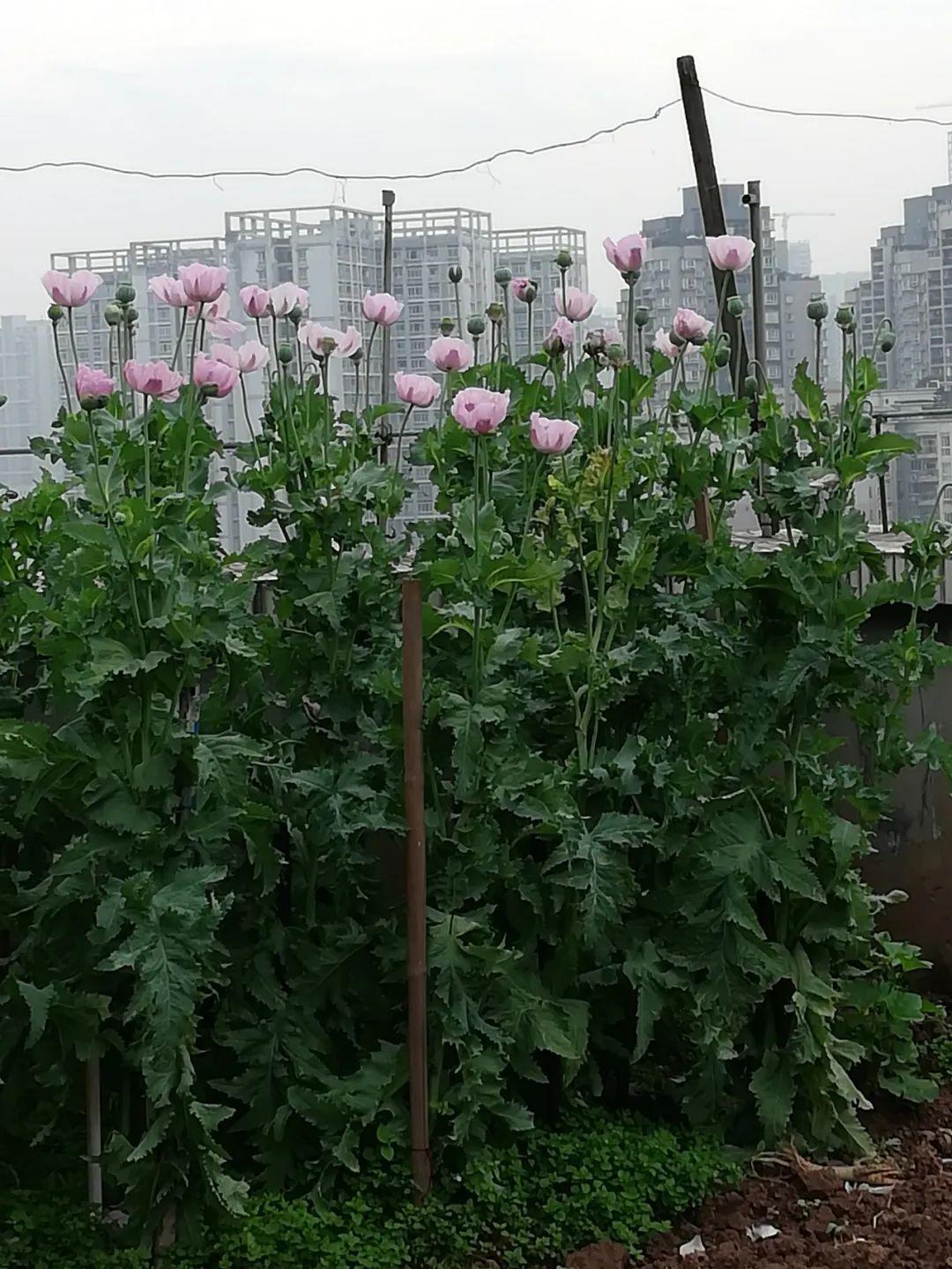 重庆阿姨买菜籽播种竟然开出了罂粟花