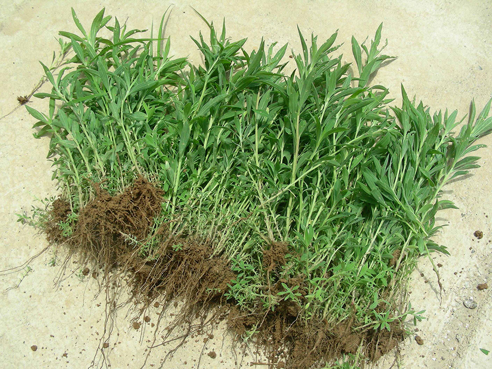 (新鲜采挖的扫帚菜幼苗)不过扫帚菜制成的扫帚不畅销,但它的幼苗和