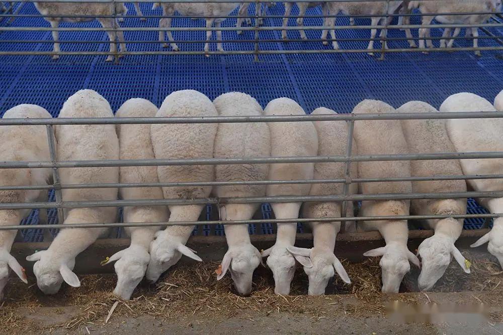 三好生金草胡羊为啥这么火