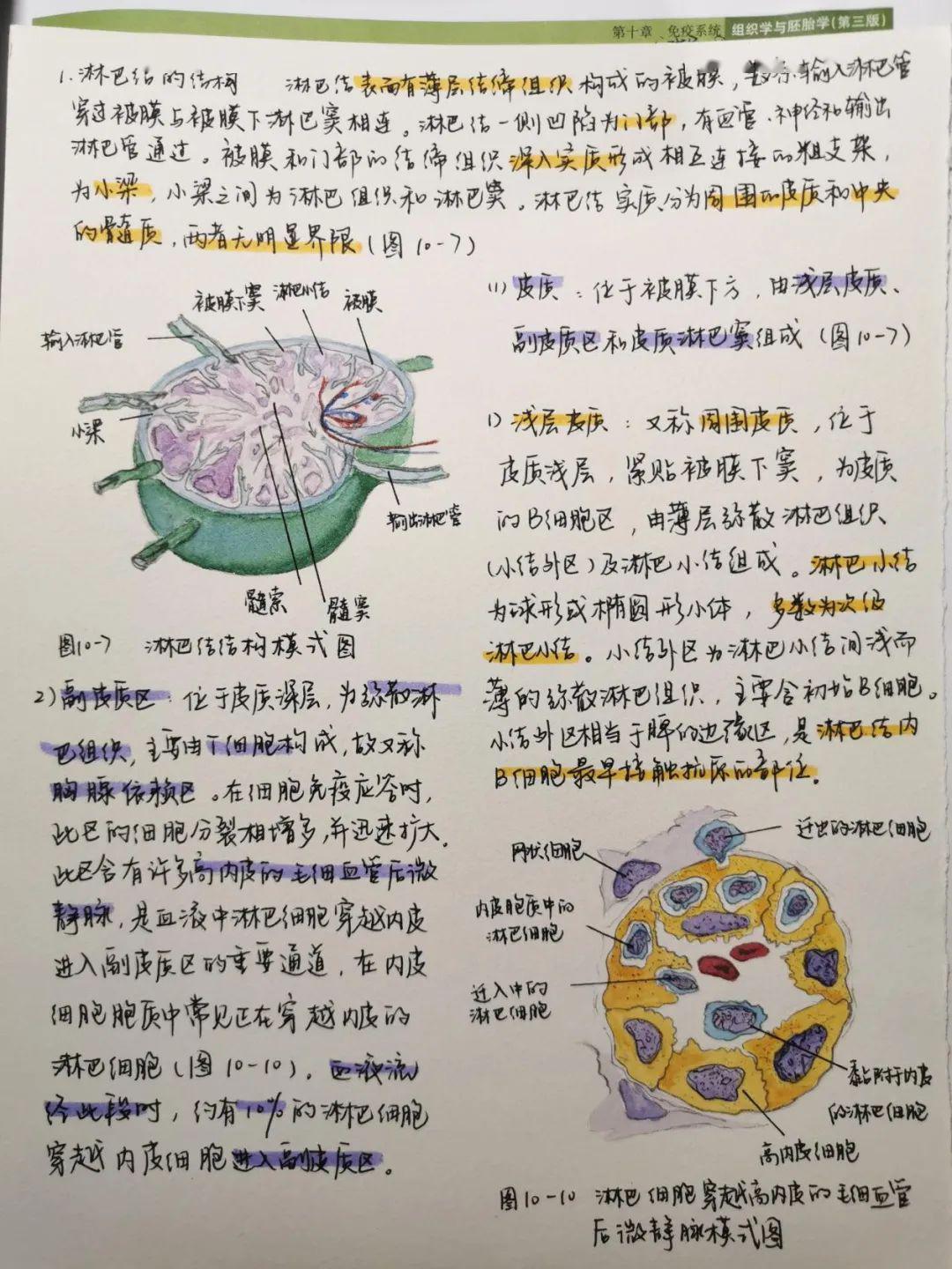 医笔医画绘青春nmu医学生最美笔记作品评选第一期