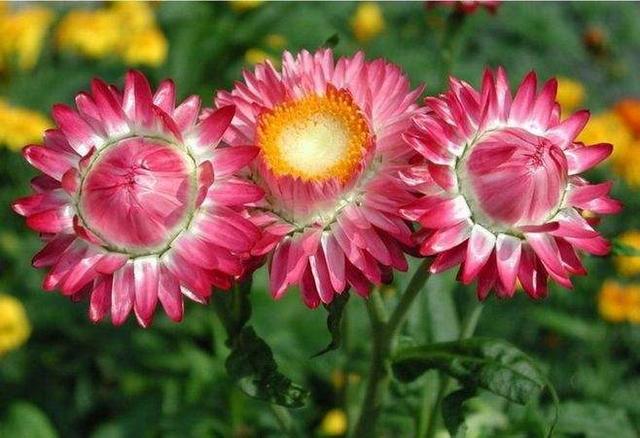 由于这几种花花期太长很多人以为是假花要摸一摸才能辨真假