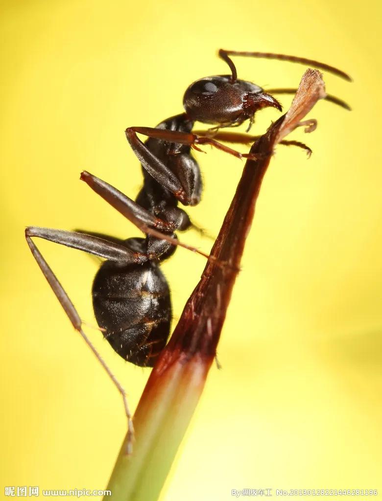 美丽的紫荆我们的家