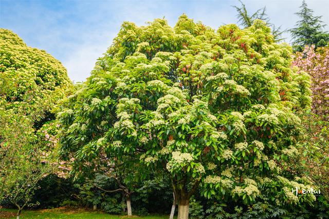 石楠花味道像什么(石楠花味道什么梗)