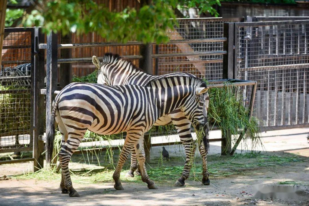 動物園裡有神馬