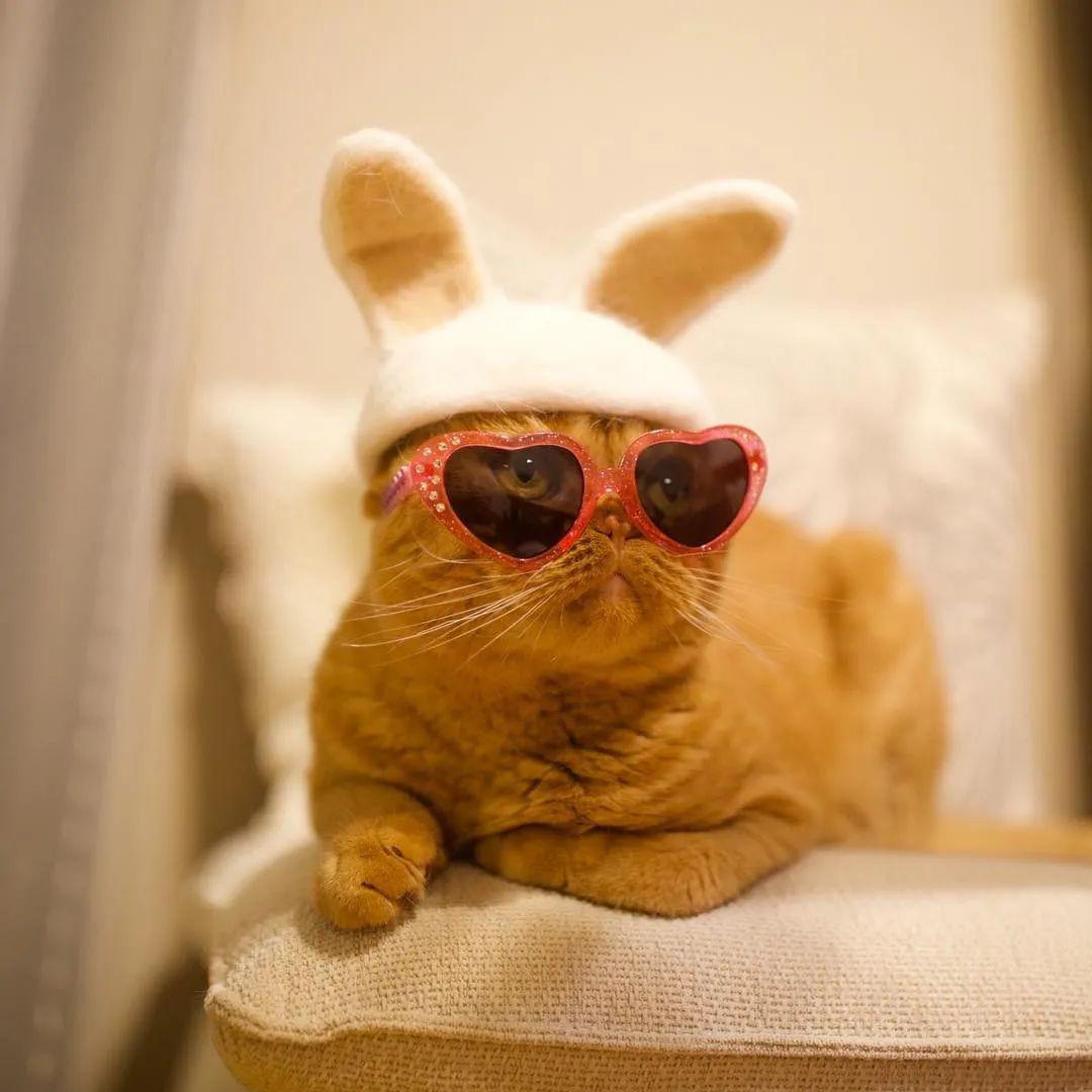 宅家无聊对铲屎官来说不可能的光是给猫咪戴帽子就有一百种玩法