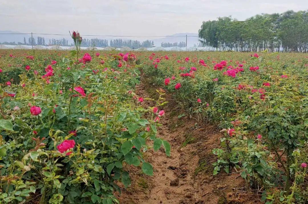 玖槐花种植图片