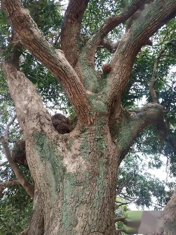 国光微讲堂四川国光华南地区古芒果树复壮