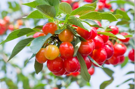 休闲樱桃正当时