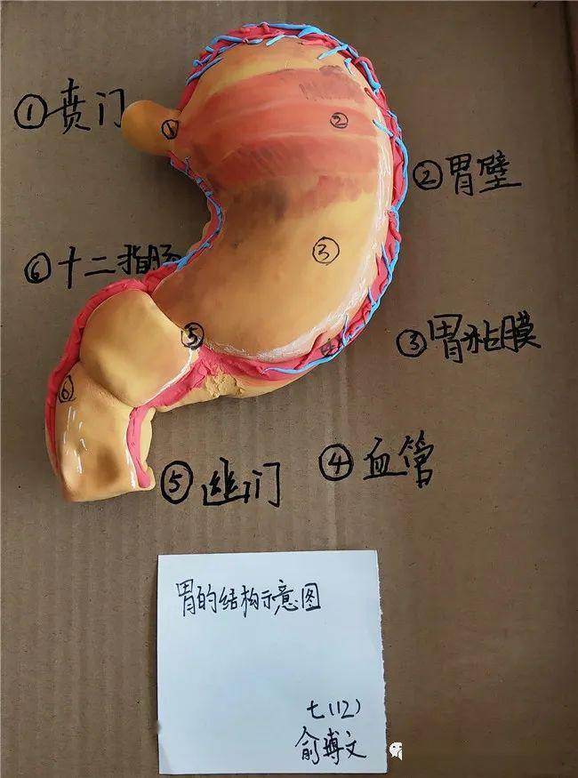 用粘土做人体器官模型图片