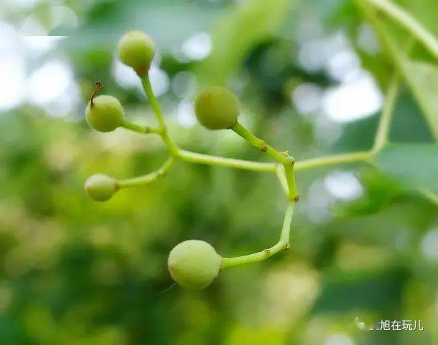 尾尖最著名的菩提树替代者椴树或者作为菩提树替代者的树木下面就是