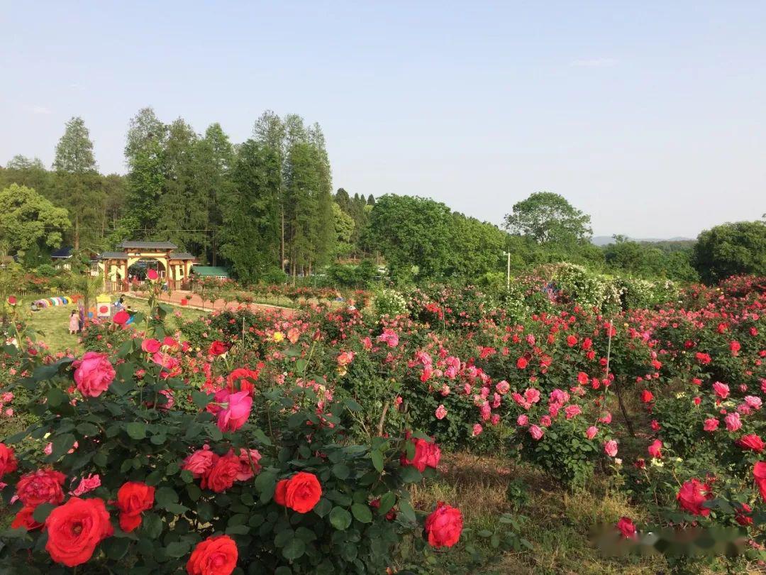 哇太漂亮了京山太子山月季花海美若仙境驚豔綻放免費領門票了