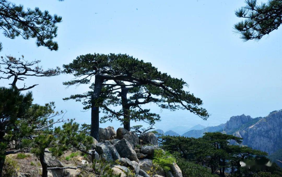 岱阴第一洞天后石坞:彩墨流韵露岱宗,松涛阵阵闻天籁