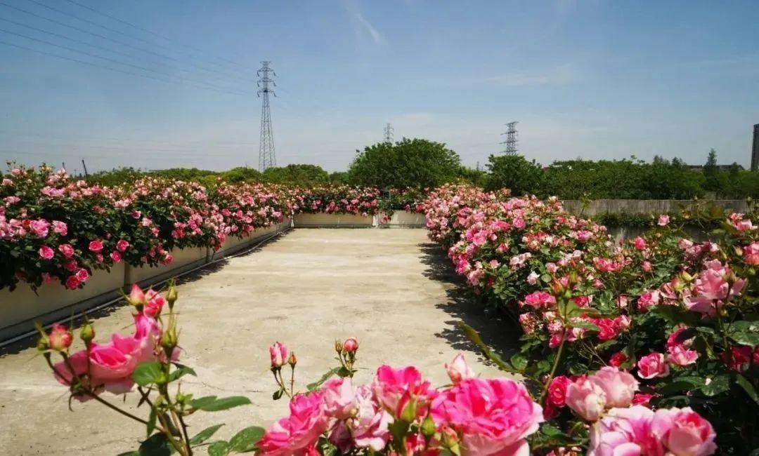 公司月季花苗圃种植基地▼领导视察▼登高车安装水管▼施工现场▼想