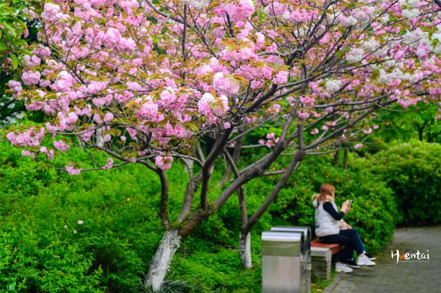 石楠花味道像什么(石楠花味道什么梗)