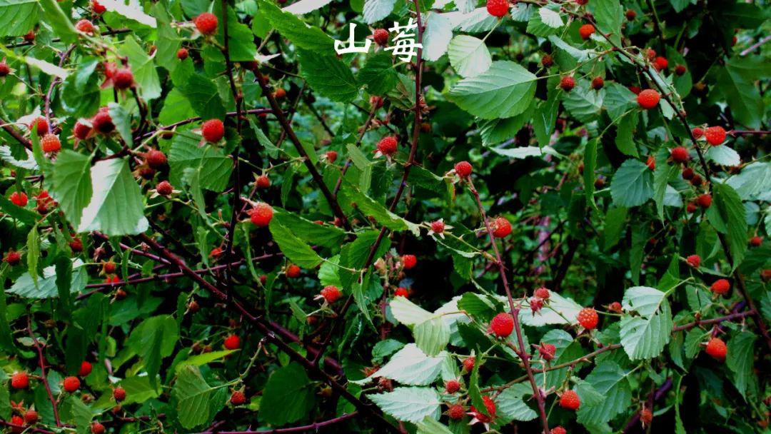 野草莓成熟啦五一可以采摘尝鲜