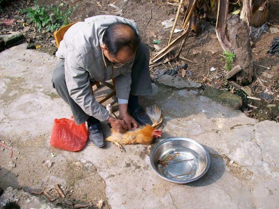 养鸡场用什么方法阉鸡 