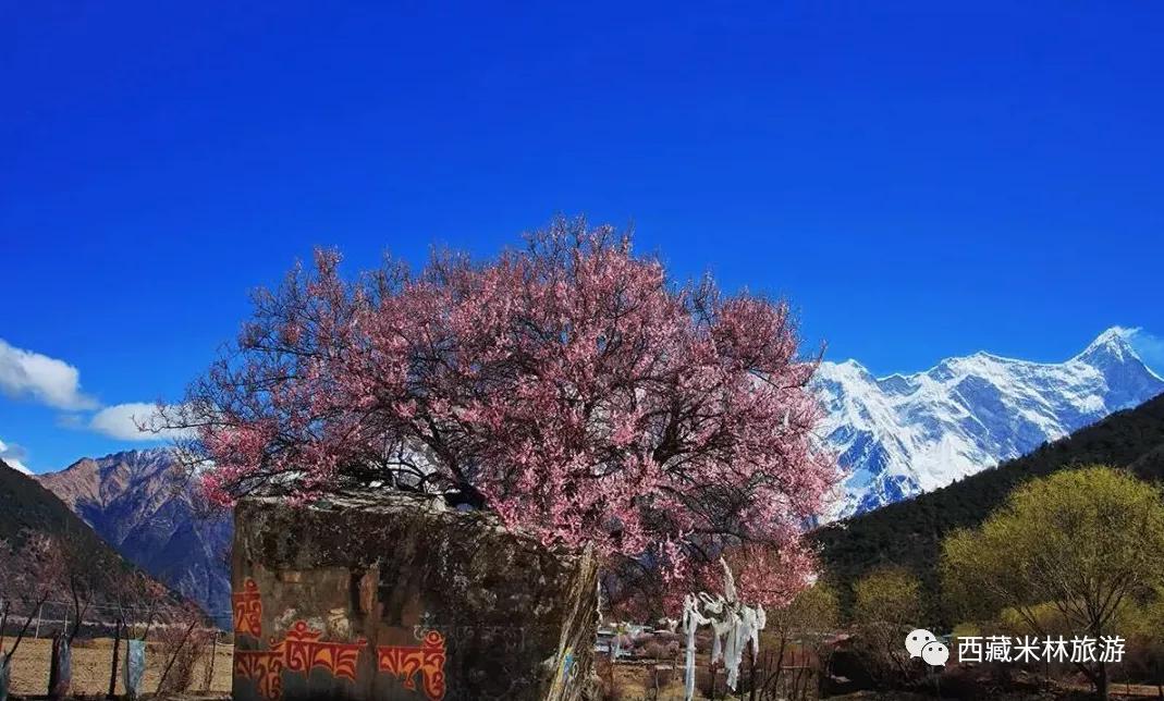 这个五一,在雅鲁藏布大峡谷大声告白!_爱情