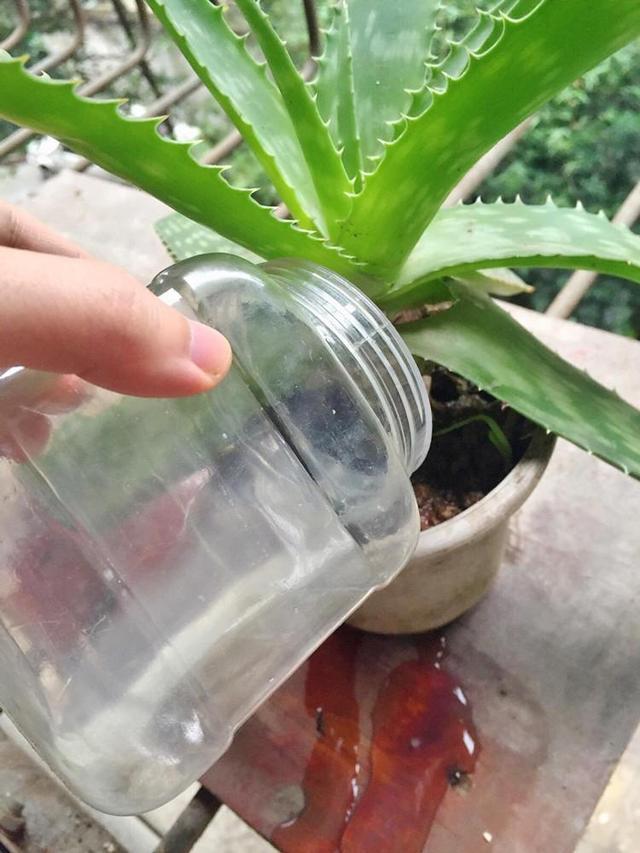 原创四种养花水真不错养分高能养花还能避免蚊虫困扰