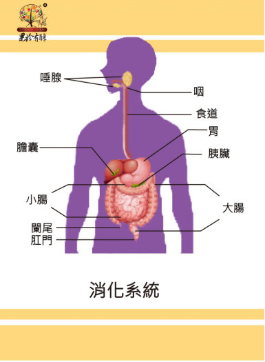 消化食物吸收营养是两码事