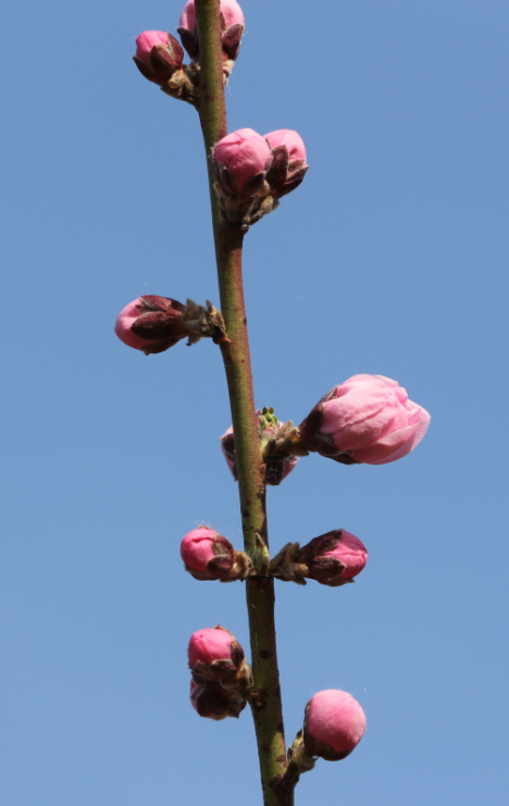 春暖花开一枝独秀