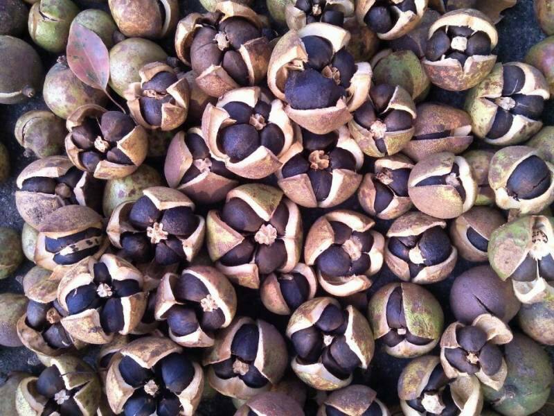 东方橄榄油油茶籽烘干工艺