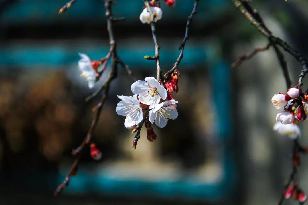 落花成雨,詩了江南._杏花