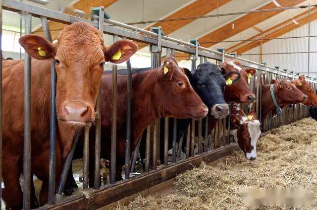 养牛加盐要小心加多了会怎样