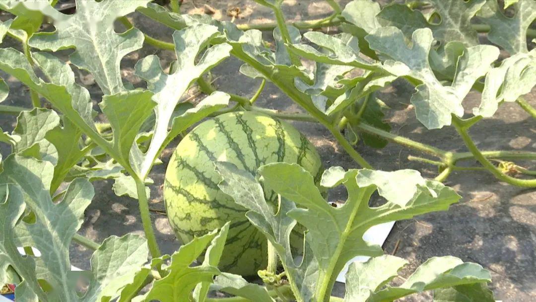 嘉兴本地头茬西瓜上市啦价格相比去年略高