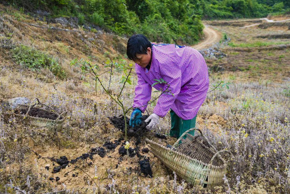 工人正在给花椒施肥王洪指导工人施肥看到花椒产业发展势头良好,王洪