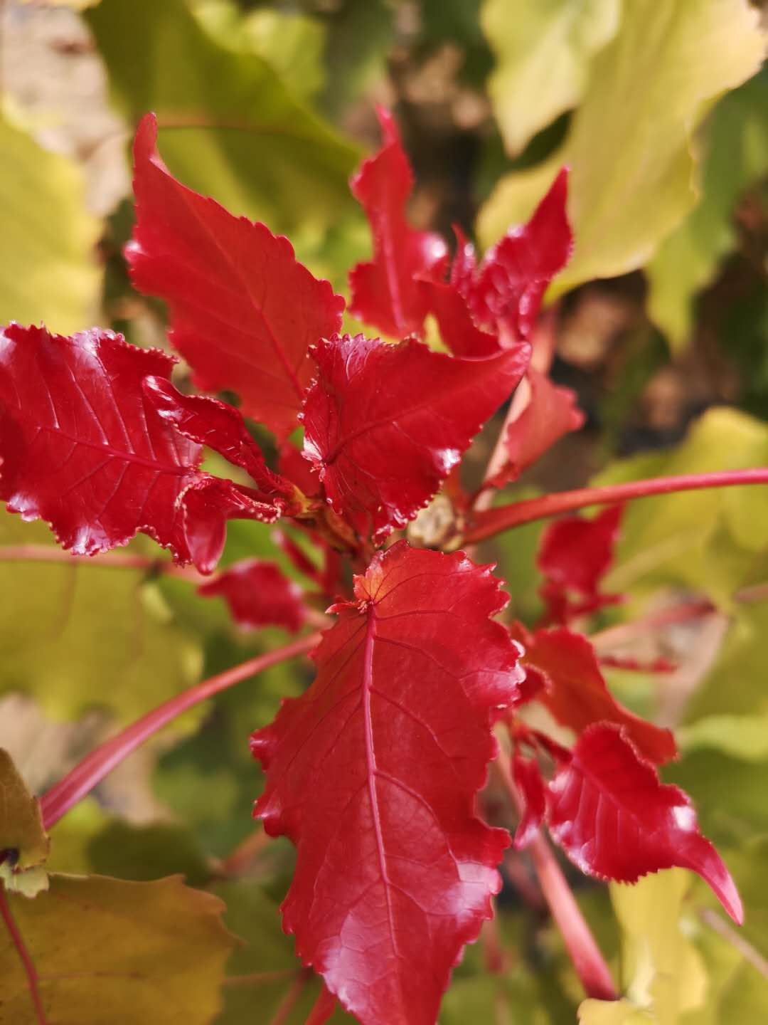 彩红杨一代天骄为美丽中国添新色