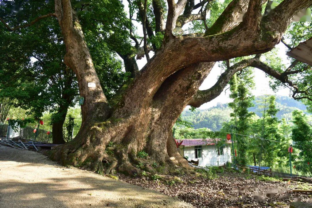 7 米(直径4 米多)大于尤溪"南溪书院"内朱熹(1130—1200)手植"沈郎樟"