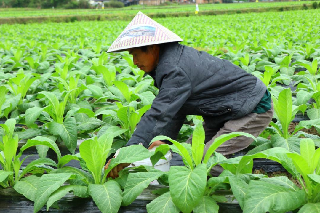 广昌种烟第一村是你家吗
