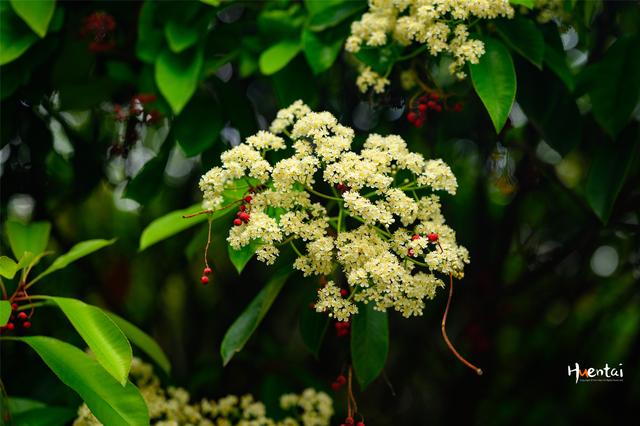 石楠花味道像什么(石楠花味道什么梗)