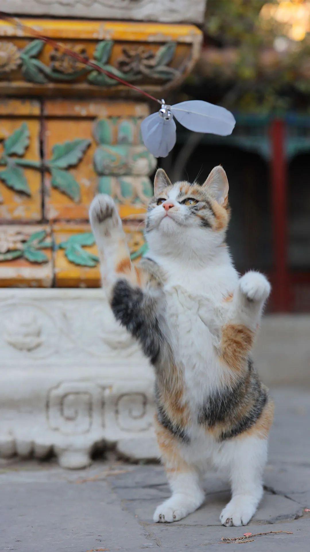 图赏|暮春,听故宫御猫们的召唤