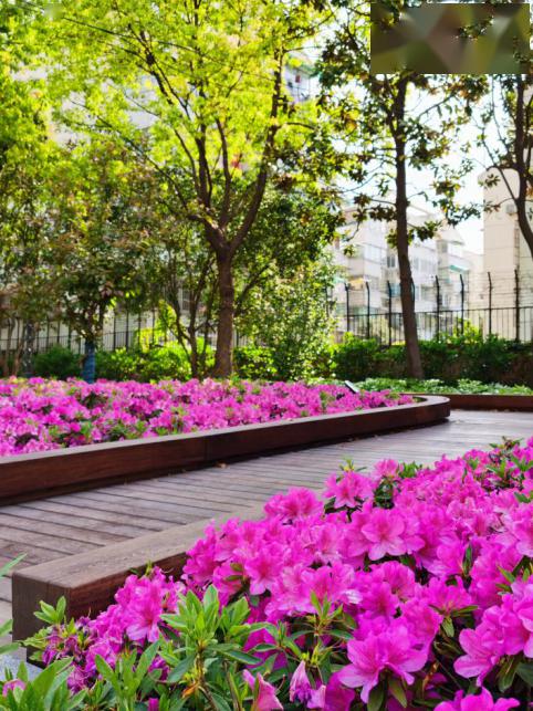 就在家门口的美景你发现了吗?_绿化