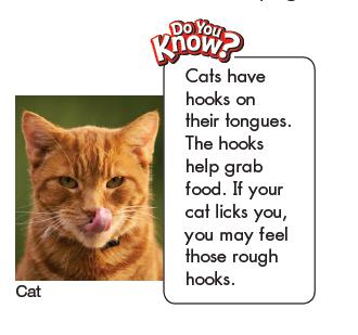 some animals only eat plants.someonly eat other animals.