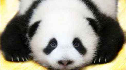 熊猫眼在中国是什么意思