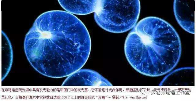 专题总结怎么区分咸潮和赤潮他们有什么区别还有产生的