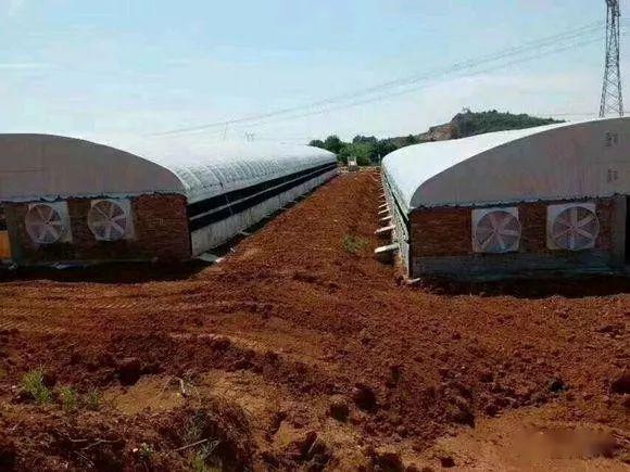 养牛的朋友进来看看新建的牛棚欢迎大家点评