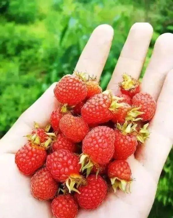 感受"采菊东篱下"的惬意生活体验田园农事采摘桑葚,做印子粑粑修山游