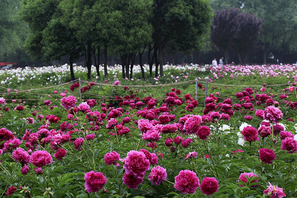 原创:人间暮春,百花芬芳.芍药飘香!