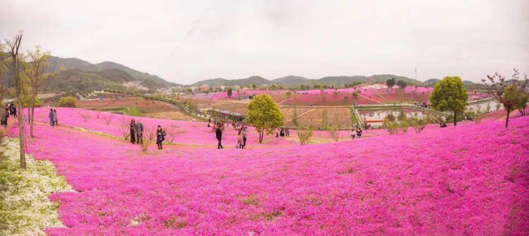 德胜岩花间乐园图片