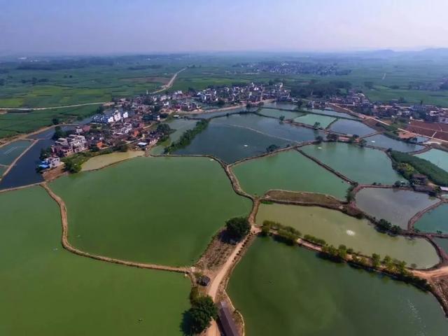 苏圩的西瓜熟了五一约吗